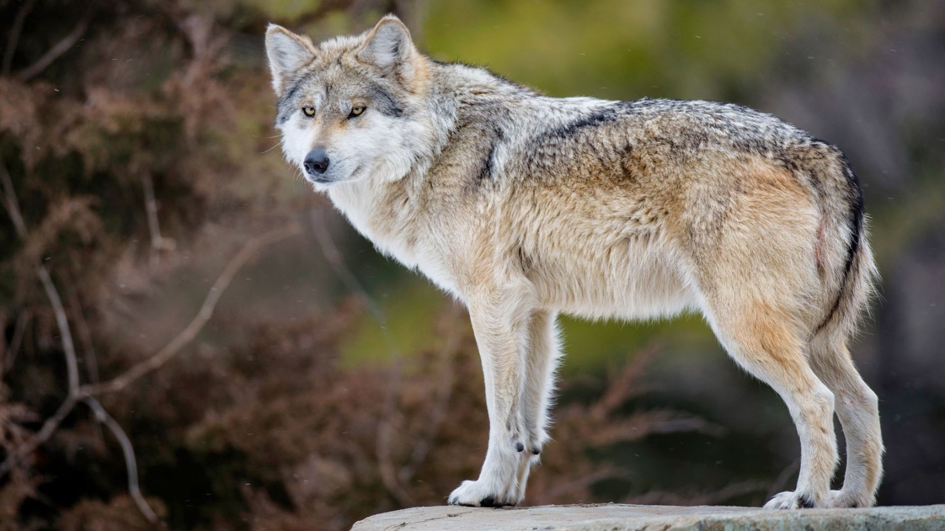 Серый волк хищники. Волк canis Lupus. Мексиканский Лобо волк. Крымский Степной волк. Европейский волк.